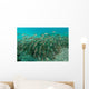 School Striped Catfish Lembeh Wall Decal Design 1