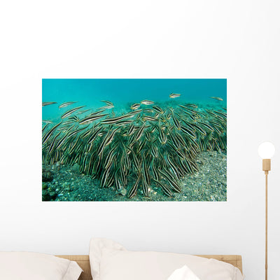 School Striped Catfish Lembeh Wall Decal Design 1 shown on a wall