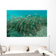 School Striped Catfish Lembeh Wall Decal Design 1