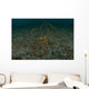 Wunderpus Sand North Sulawesi Wall Decal