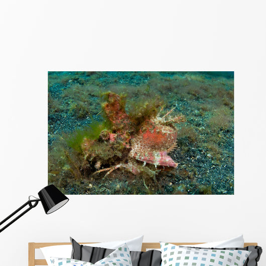 Spiny Devilfish Lembeh Strait Wall Decal