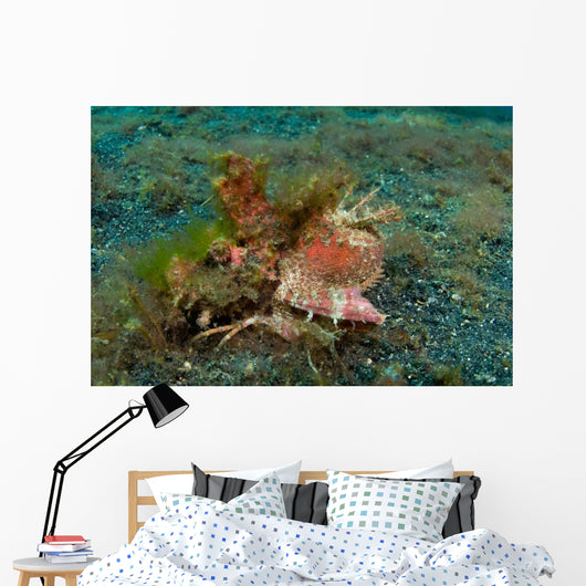 Spiny Devilfish Lembeh Strait Wall Decal
