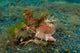 Spiny Devilfish Lembeh Strait Wall Decal
