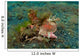 Spiny Devilfish Lembeh Strait Wall Decal