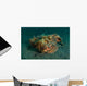 Estuarine Stonefish Lembeh Strait Wall Decal