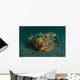 Estuarine Stonefish Lembeh Strait Wall Decal