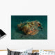 Estuarine Stonefish Lembeh Strait Wall Decal