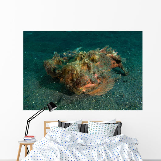Estuarine Stonefish Lembeh Strait Wall Decal