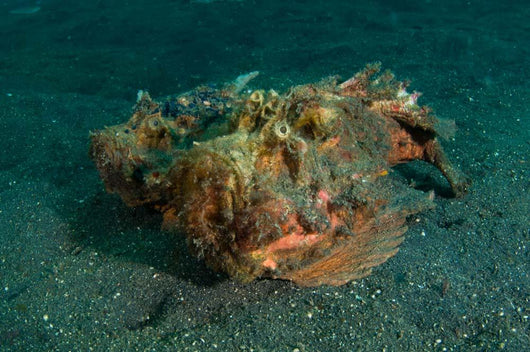 Estuarine Stonefish Lembeh Strait Wall Decal