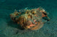 Estuarine Stonefish Lembeh Strait Wall Decal