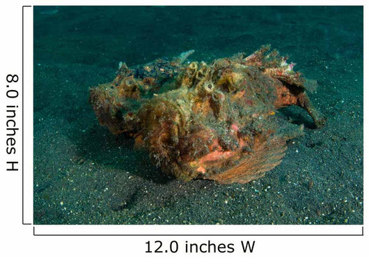 Estuarine Stonefish Lembeh Strait Wall Decal