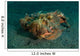 Estuarine Stonefish Lembeh Strait Wall Decal
