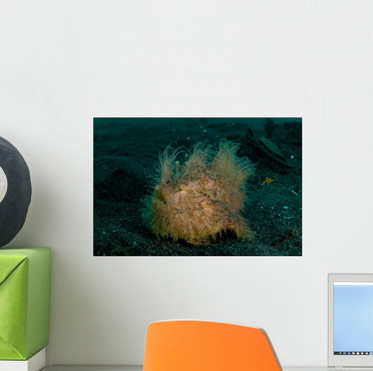 Hairy Striated Frogfish Lembeh Wall Decal Design 2