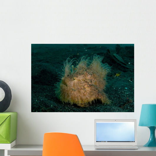 Hairy Striated Frogfish Lembeh Wall Decal Design 2