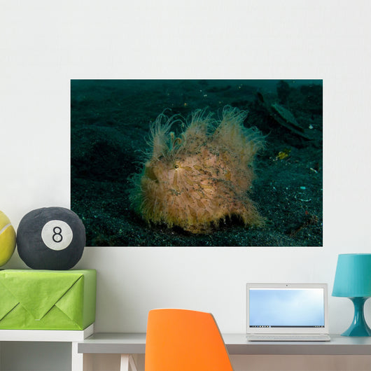 Hairy Striated Frogfish Lembeh Wall Decal Design 2