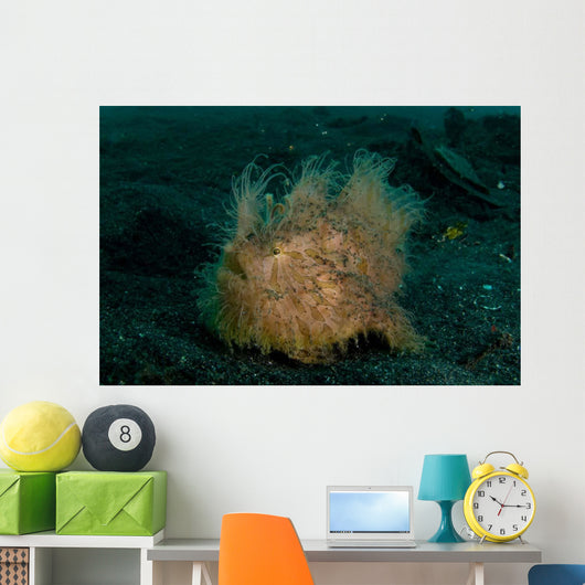 Hairy Striated Frogfish Lembeh Wall Decal Design 2