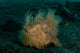 Hairy Striated Frogfish Lembeh Wall Decal Design 2