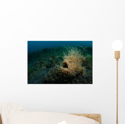 Hairy Striated Frogfish Lembeh Wall Decal Design 1