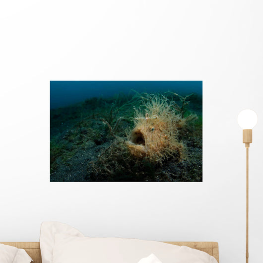 Hairy Striated Frogfish Lembeh Wall Decal Design 1
