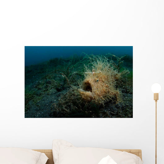 Hairy Striated Frogfish Lembeh Wall Decal Design 1