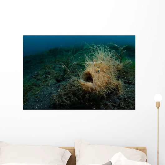 Hairy Striated Frogfish Lembeh Wall Decal Design 1