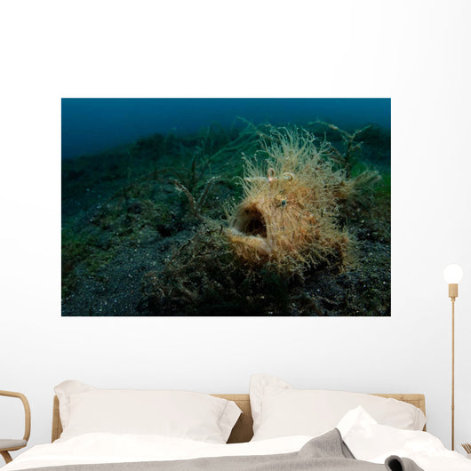 Hairy Striated Frogfish Lembeh Wall Decal Design 1
