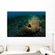 Hairy Striated Frogfish Lembeh Wall Decal Design 1