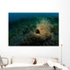 Hairy Striated Frogfish Lembeh Wall Decal Design 1