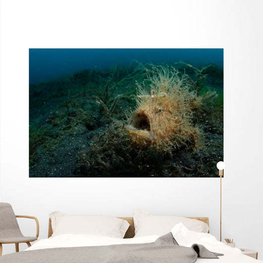 Hairy Striated Frogfish Lembeh Wall Decal Design 1