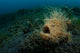 Hairy Striated Frogfish Lembeh Wall Decal Design 1