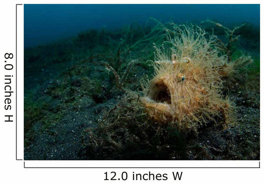 Hairy Striated Frogfish Lembeh Wall Decal Design 1