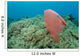 Plastic Bag Floats across Wall Decal