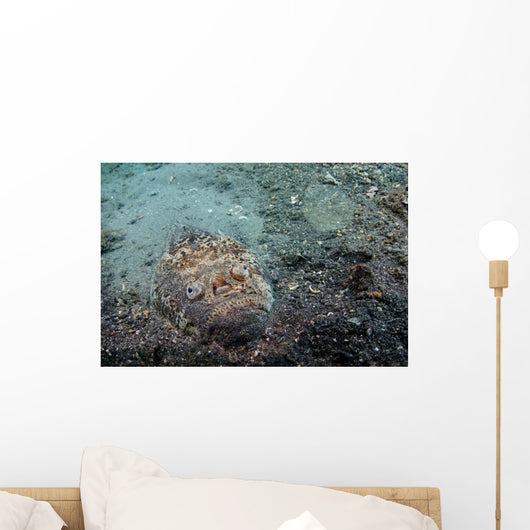 Stargazer Portrait Lembeh Strait Wall Decal
