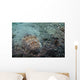 Stargazer Portrait Lembeh Strait Wall Decal