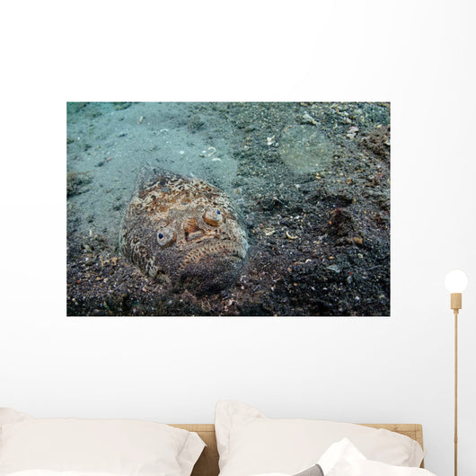 Stargazer Portrait Lembeh Strait Wall Decal
