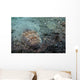 Stargazer Portrait Lembeh Strait Wall Decal