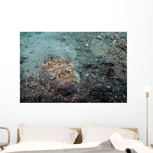 Stargazer Portrait Lembeh Strait Wall Decal