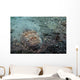 Stargazer Portrait Lembeh Strait Wall Decal