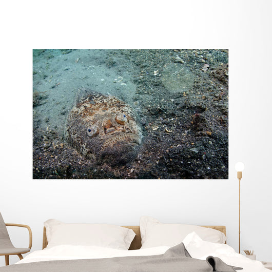 Stargazer Portrait Lembeh Strait Wall Decal