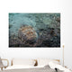 Stargazer Portrait Lembeh Strait Wall Decal
