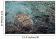 Stargazer Portrait Lembeh Strait Wall Decal