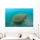 Bamboo Fish Trap Lembeh Wall Decal