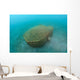 Bamboo Fish Trap Lembeh Wall Decal