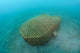 Bamboo Fish Trap Lembeh Wall Decal