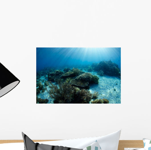 Hard Coral Garden with Wall Decal Design 2