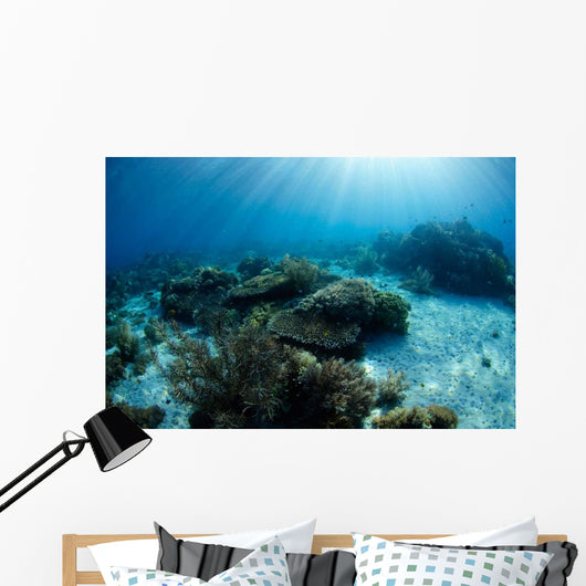 Hard Coral Garden with Wall Decal Design 2
