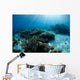 Hard Coral Garden with Wall Decal Design 2