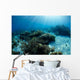 Hard Coral Garden with Wall Decal Design 2