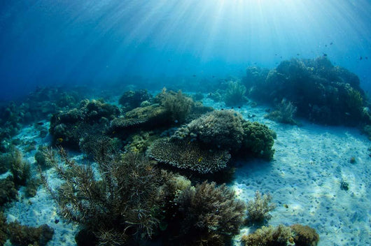 Hard Coral Garden with Wall Decal Design 2