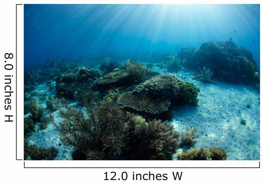 Hard Coral Garden with Wall Decal Design 2